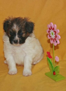 FB_IMG_1426606121293