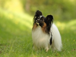 Billy Serenely's Amore Per Sempre