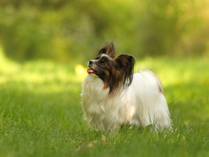 Nelly Lindatorps Corona