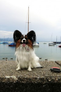 Serenely's Amore Mio