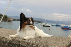 Serenely's Amore Mio