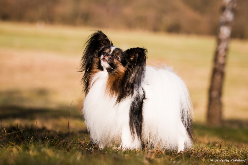 Serenely's Amore Per Sempre