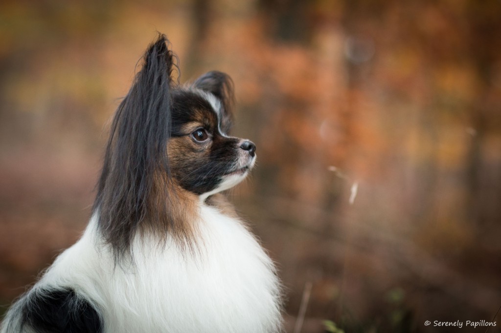 Billyneu-4759neuklein