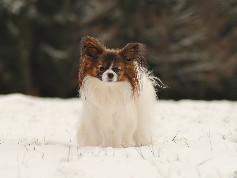 amy3_passig_gemacht_filtered_photoscape