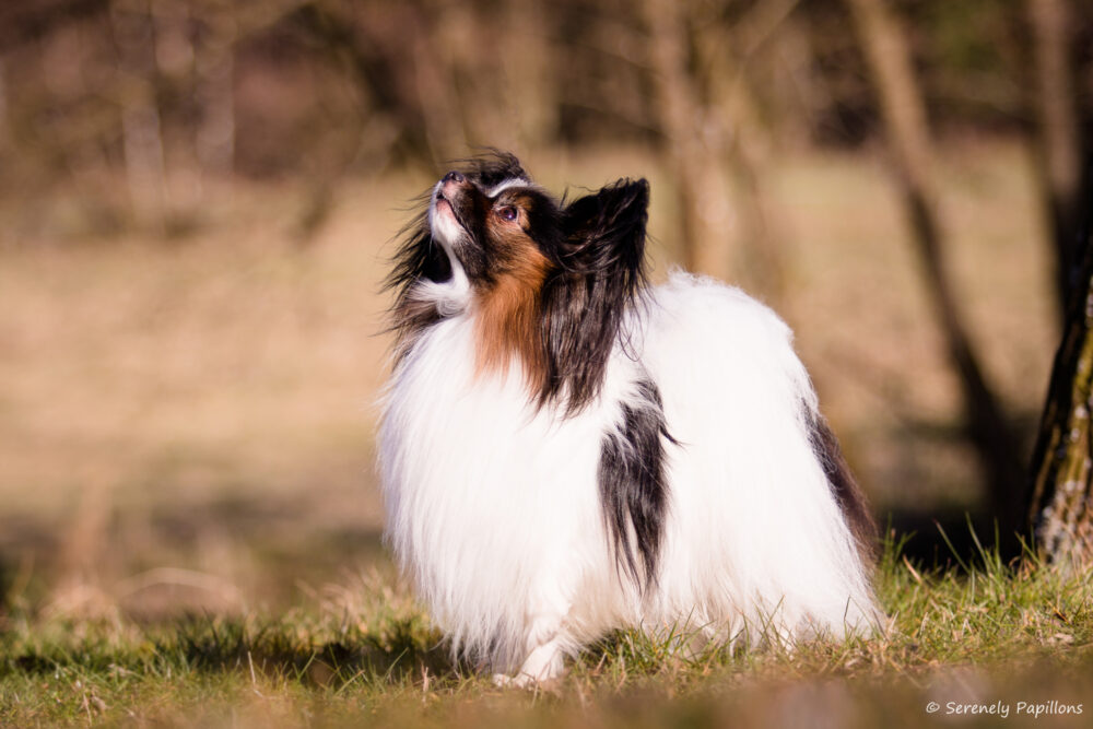 Serenely Papillons