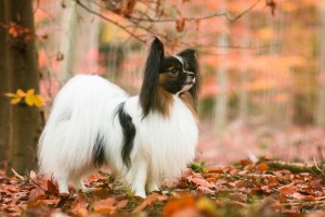 Serenely's Amore Per Sempre