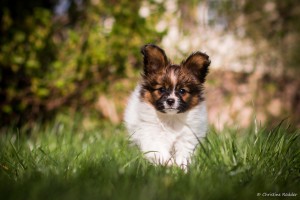 Borgos Sommernachtstraum Sidney