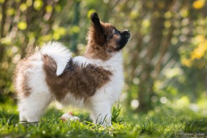 Borgos Sommernachtstraum Sunny