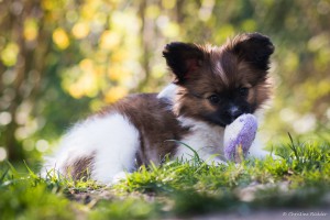 Borgos Sommernachtstraum Sunny