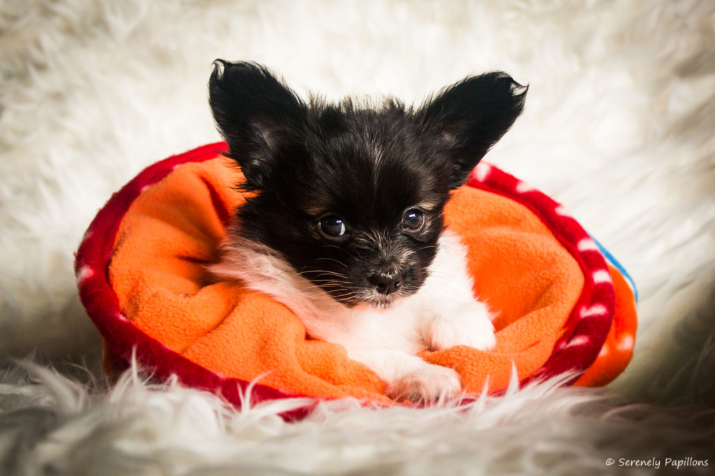 Serenely's Back To Black-8880neuklein2