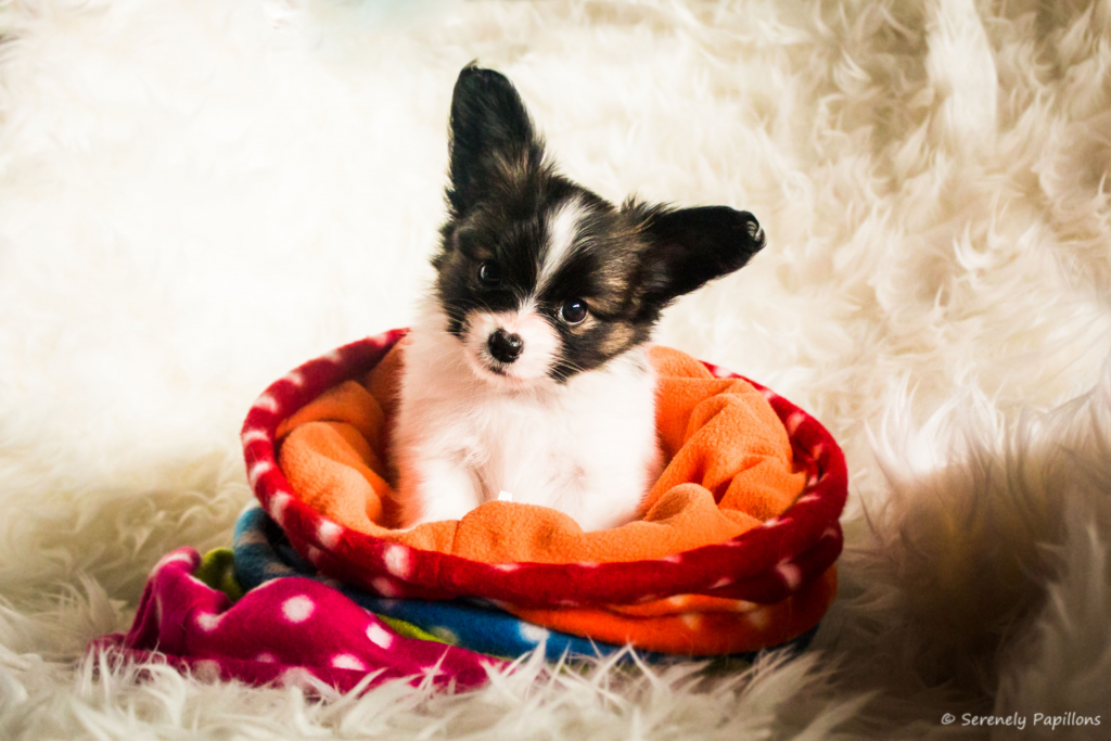 Serenely's Be My Baby-8902neuklein